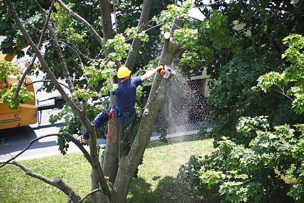 Best Weed Control  in Leesburg, VA